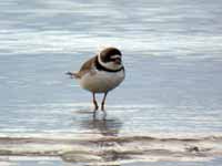 Gravelot semipalmé Charadrius semipalmatus