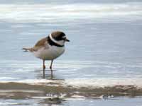 Gravelot semipalmé Charadrius semipalmatus