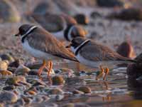 Gravelot semipalmé Charadrius semipalmatus