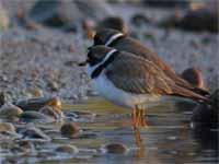 Gravelot semipalmé Charadrius semipalmatus