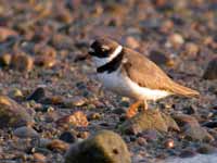 Gravelot semipalmé Charadrius semipalmatus