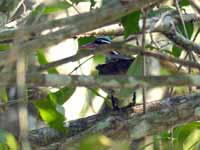 Grébifoulque d'Amérique Heliornis fulica