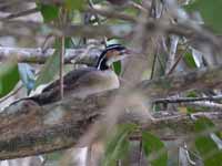 Grébifoulque d'Amérique Heliornis fulica