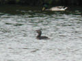 Grèbe à bec bigarré Podilymbus podiceps