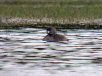 Grèbe à bec bigarré Podilymbus podiceps