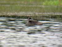 Grèbe à bec bigarré Podilymbus podiceps