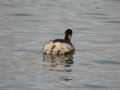 Grèbe à cou noir Podiceps nigricollis