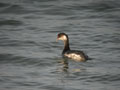 Grèbe à cou noir Podiceps nigricollis