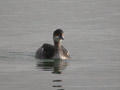 Grèbe à cou noir Podiceps nigricollis