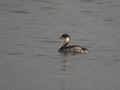 Grèbe à cou noir Podiceps nigricollis