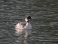 Grèbe à cou noir Podiceps nigricollis