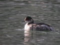 Grèbe à cou noir Podiceps nigricollis