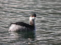 Grèbe à cou noir Podiceps nigricollis