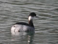 Grèbe à cou noir Podiceps nigricollis