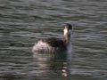 Grèbe à cou noir Podiceps nigricollis