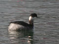 Grèbe à cou noir Podiceps nigricollis