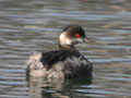 Grèbe à cou noir Podiceps nigricollis