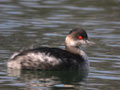 Grèbe à cou noir Podiceps nigricollis