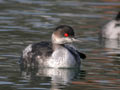 Grèbe à cou noir Podiceps nigricollis