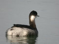 Grèbe à cou noir Podiceps nigricollis