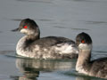 Grèbe à cou noir Podiceps nigricollis