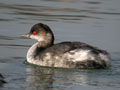 Grèbe à cou noir Podiceps nigricollis