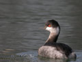 Grèbe à cou noir Podiceps nigricollis