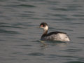 Grèbe à cou noir Podiceps nigricollis