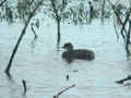 Grèbe à cou noir Podiceps nigricollis