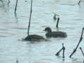 Grèbe à cou noir Podiceps nigricollis