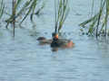 Grèbe à cou noir Podiceps nigricollis