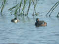 Grèbe à cou noir Podiceps nigricollis