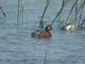 Grèbe à cou noir Podiceps nigricollis