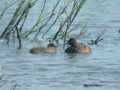 Grèbe à cou noir Podiceps nigricollis