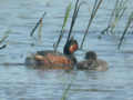 Grèbe à cou noir Podiceps nigricollis