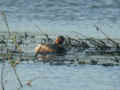 Grèbe à cou noir Podiceps nigricollis