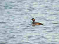 Grèbe à cou noir Podiceps nigricollis