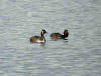 Grèbe à cou noir Podiceps nigricollis