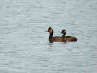 Grèbe à cou noir Podiceps nigricollis