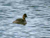 Grèbe à cou noir Podiceps nigricollis