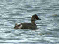 Grèbe à cou noir Podiceps nigricollis