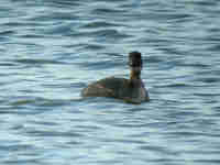 Grèbe à cou noir Podiceps nigricollis