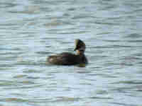 Grèbe à cou noir Podiceps nigricollis