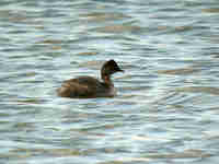 Grèbe à cou noir Podiceps nigricollis