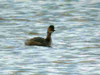 Grèbe à cou noir Podiceps nigricollis