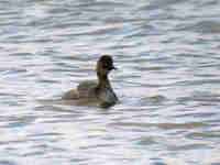 Grèbe à cou noir Podiceps nigricollis