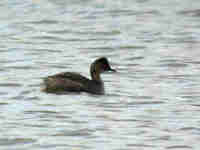 Grèbe à cou noir Podiceps nigricollis