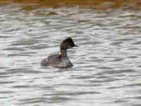 Grèbe à cou noir Podiceps nigricollis