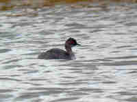 Grèbe à cou noir Podiceps nigricollis