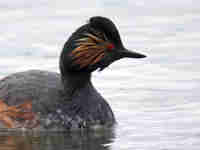 Grèbe à cou noir Podiceps nigricollis